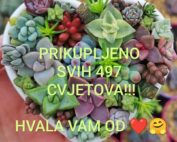 Udruga Feniks Split prikupljeni sukulenti dan prevencije suicida 2026